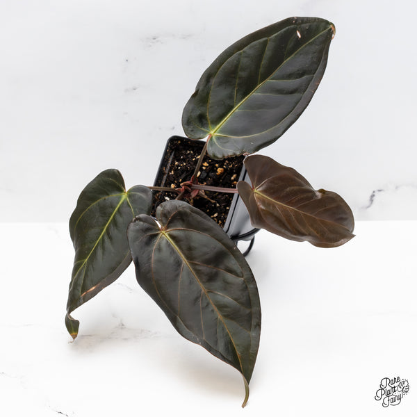 Anthurium Dark and Handsome '9' x Dark and Handsome '9' by DocBlock® (wk44-I)