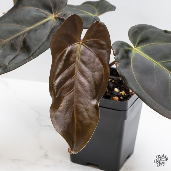 Anthurium Dark and Handsome '9' x Dark and Handsome '9' by DocBlock® (wk44-I)