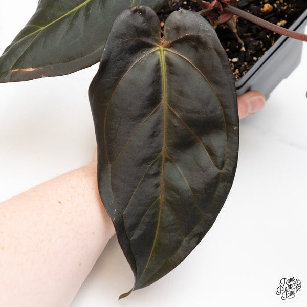 Anthurium Dark and Handsome '9' x Dark and Handsome '9' by DocBlock® (wk44-I)