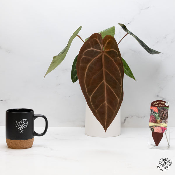 Anthurium Dark and Handsome '9' x Dark and Handsome '9' by DocBlock® (wk45-A)