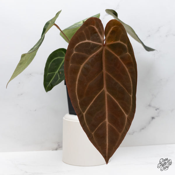 Anthurium Dark and Handsome '9' x Dark and Handsome '9' by DocBlock® (wk45-A)