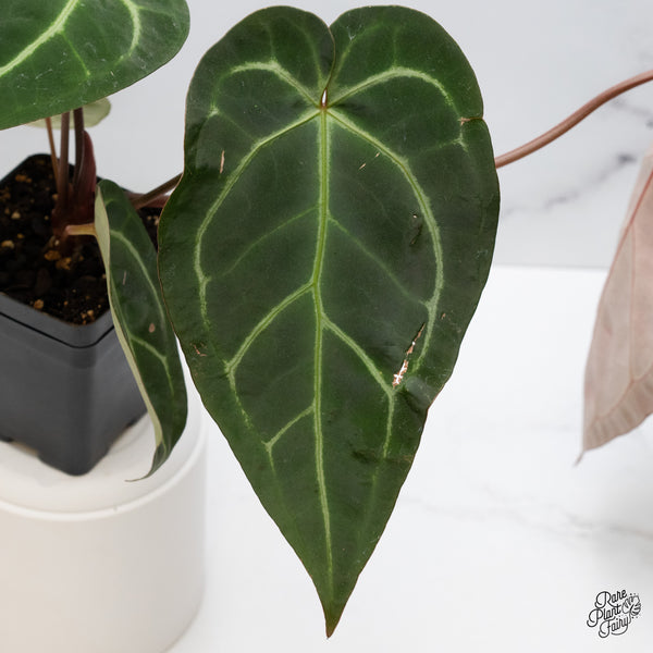 Anthurium Dark and Handsome '9' x Dark and Handsome '9' by DocBlock® (wk45-A)