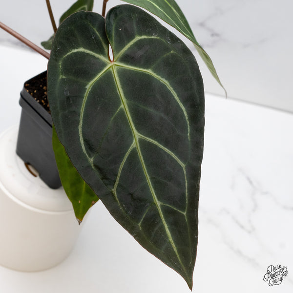 Anthurium Dark and Handsome '9' x Dark and Handsome '9' by DocBlock® (wk45-A)