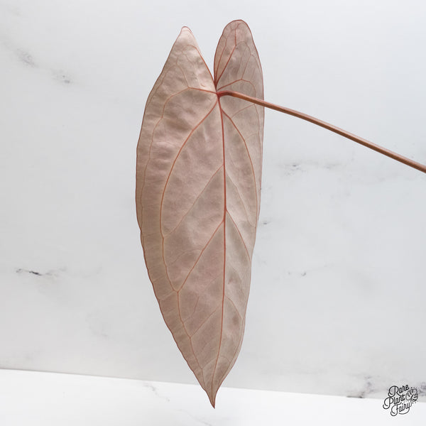 Anthurium Dark and Handsome '9' x Dark and Handsome '9' by DocBlock® (wk45-A)