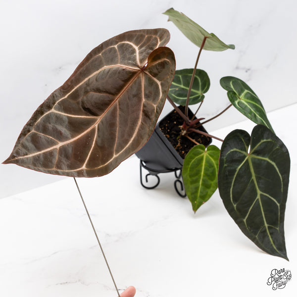 Anthurium Dark and Handsome '9' x Dark and Handsome '9' by DocBlock® (wk45-A)