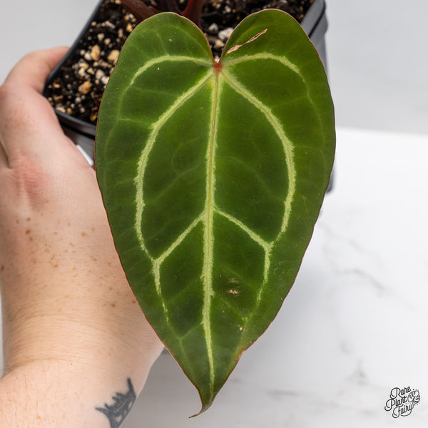 Anthurium Dark and Handsome '9' x Dark and Handsome '9' by DocBlock® (wk45-G)