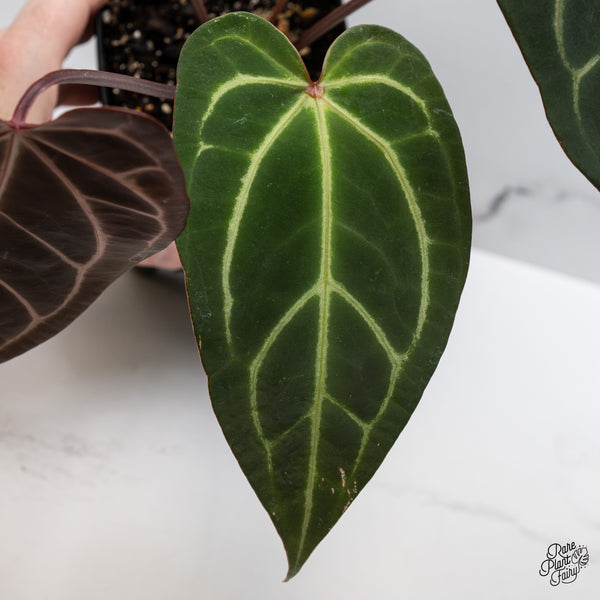 Anthurium Dark and Handsome '9' x Dark and Handsome '9' by DocBlock® (wk45-G)