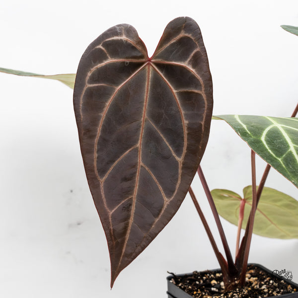 Anthurium Dark and Handsome '9' x Dark and Handsome '9' by DocBlock® (wk45-G)