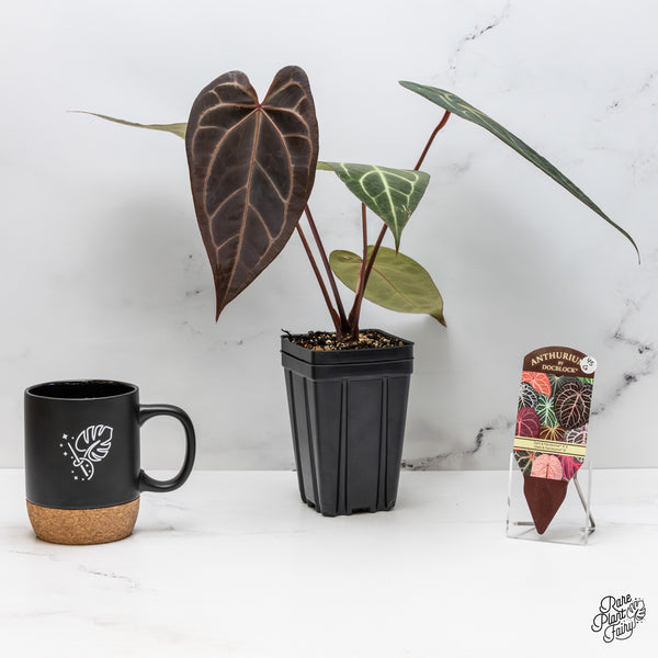 Anthurium Dark and Handsome '9' x Dark and Handsome '9' by DocBlock® (wk45-G)
