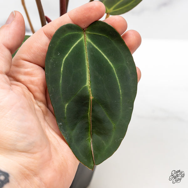 Anthurium Dark and Handsome '9' x Dark and Handsome '9' by DocBlock® (wk46-H)