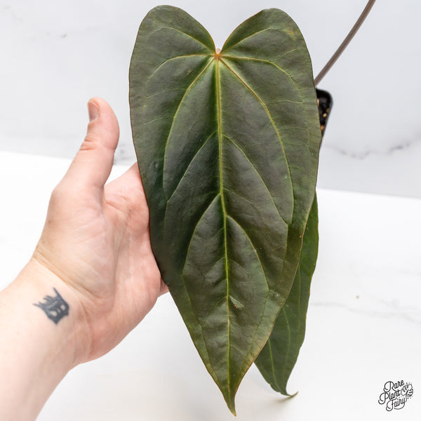 Anthurium Dark and Handsome '9' x Dark and Handsome '9' by DocBlock® (wk47-B)