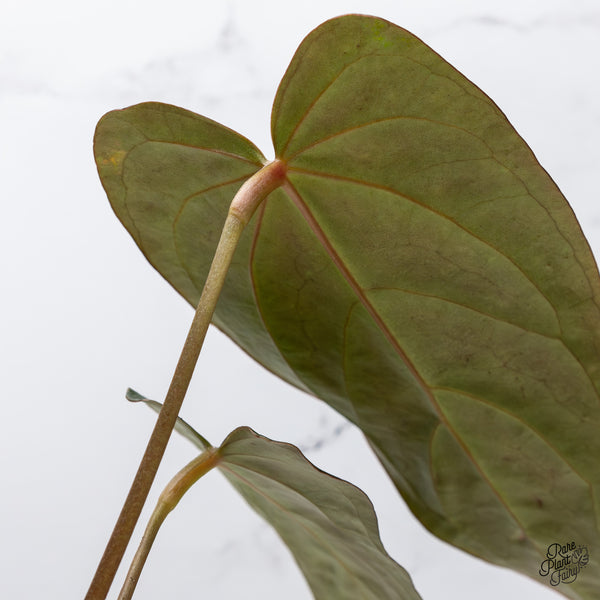 Anthurium Dark and Handsome '9' x Dark and Handsome '9' by DocBlock® (wk47-B)