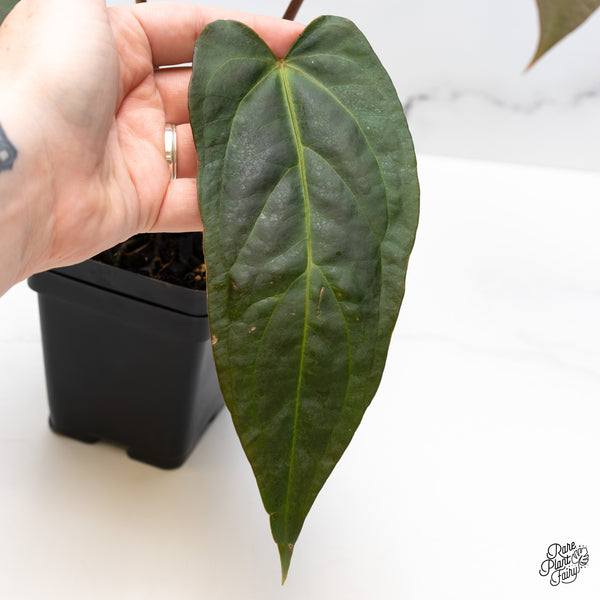 Anthurium Dark and Handsome '9' x Dark and Handsome '9' by DocBlock® (wk47-B)