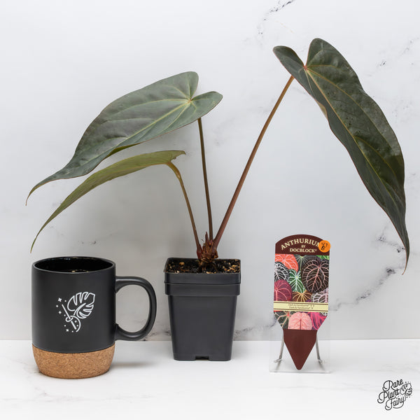 Anthurium Dark and Handsome '9' x Dark and Handsome '9' by DocBlock® (wk47-B)