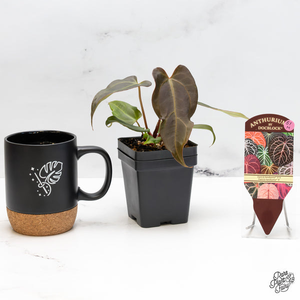 Anthurium Dark and Handsome '9' x Dark and Handsome '9' by DocBlock® (wk51-M)