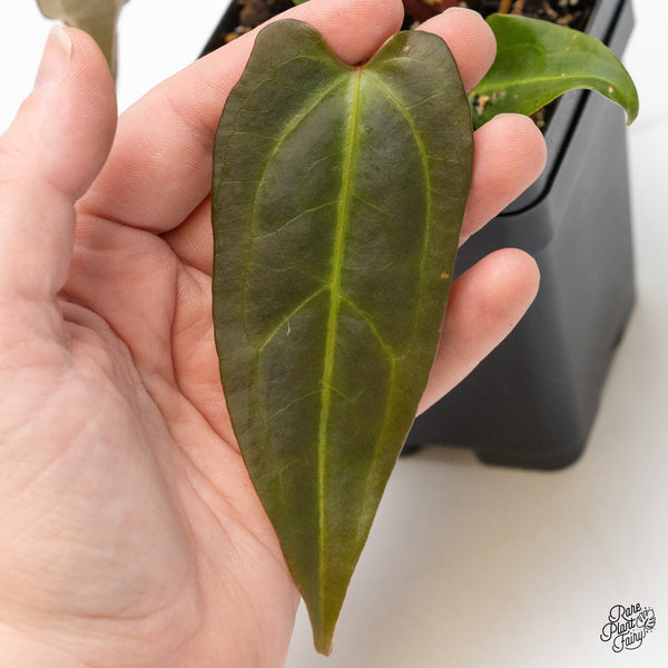 Anthurium Dark and Handsome '9' x Dark and Handsome '9' by DocBlock® (wk51-M)