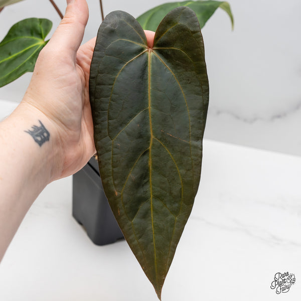 Anthurium Dark and Handsome '9' x Dark and Handsome '9' by DocBlock® (wk51-S)