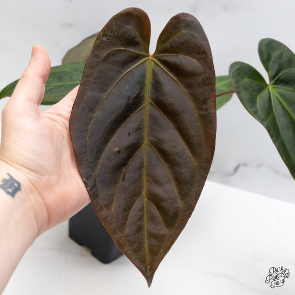 Anthurium Dark and Handsome '9' x Dark and Handsome '9' by DocBlock® (wk51-W)