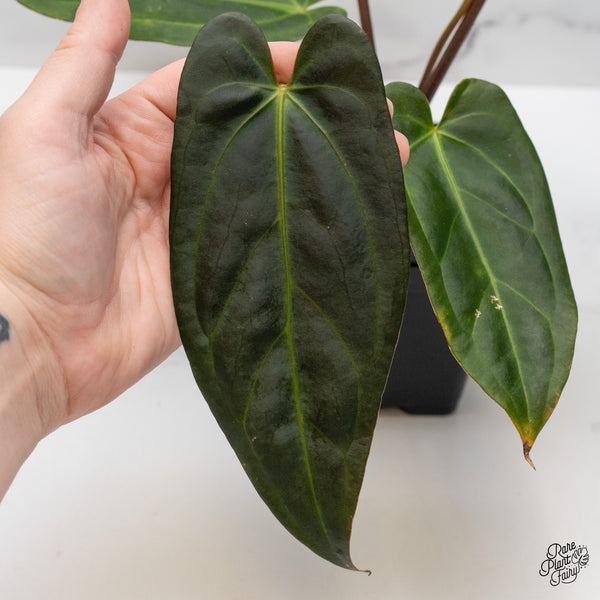 Anthurium Dark and Handsome '9' x Dark and Handsome '9' by DocBlock® (wk51-W)