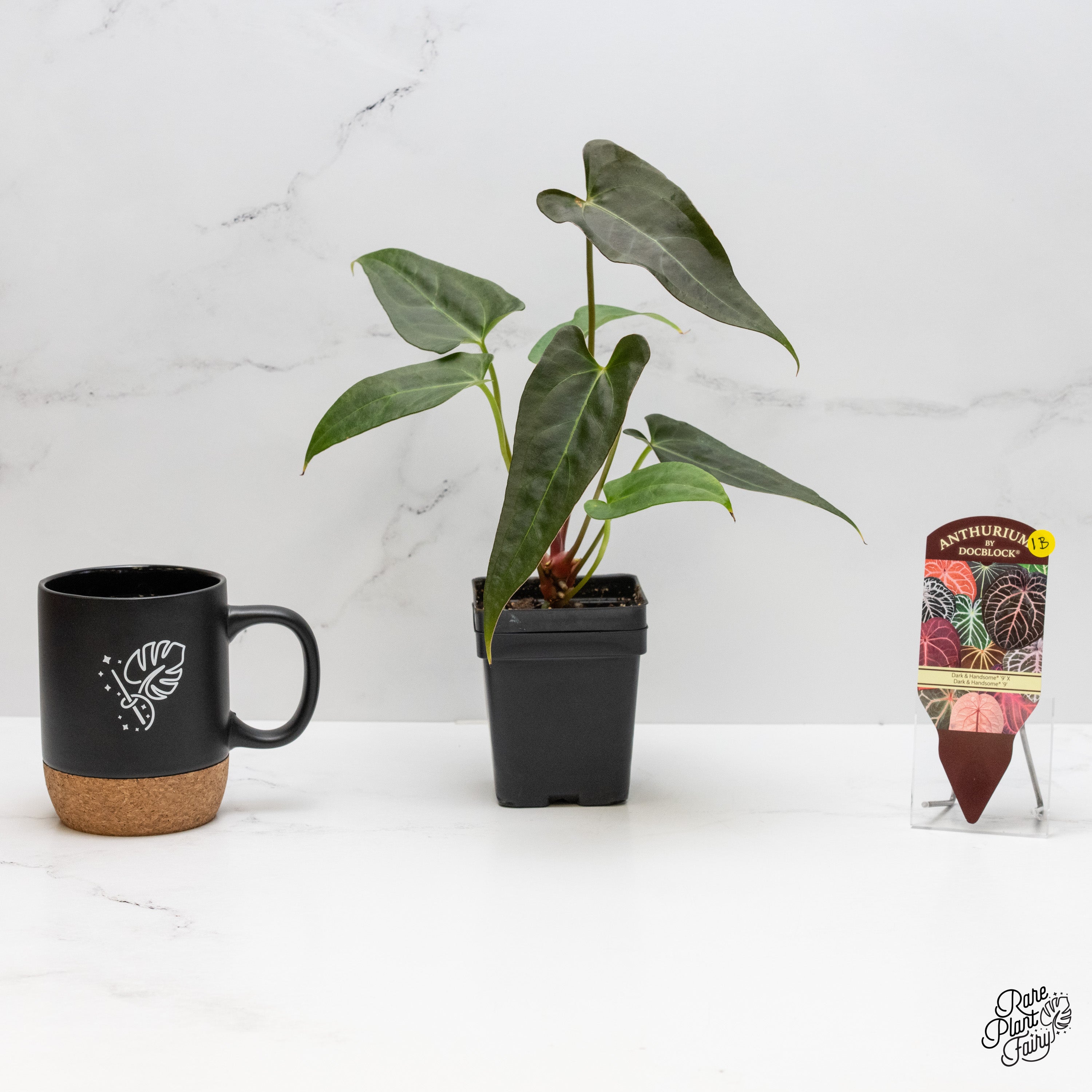 botanicalさま Anthurium Dark and Handsome '9' x Dark and Handsome '9' by