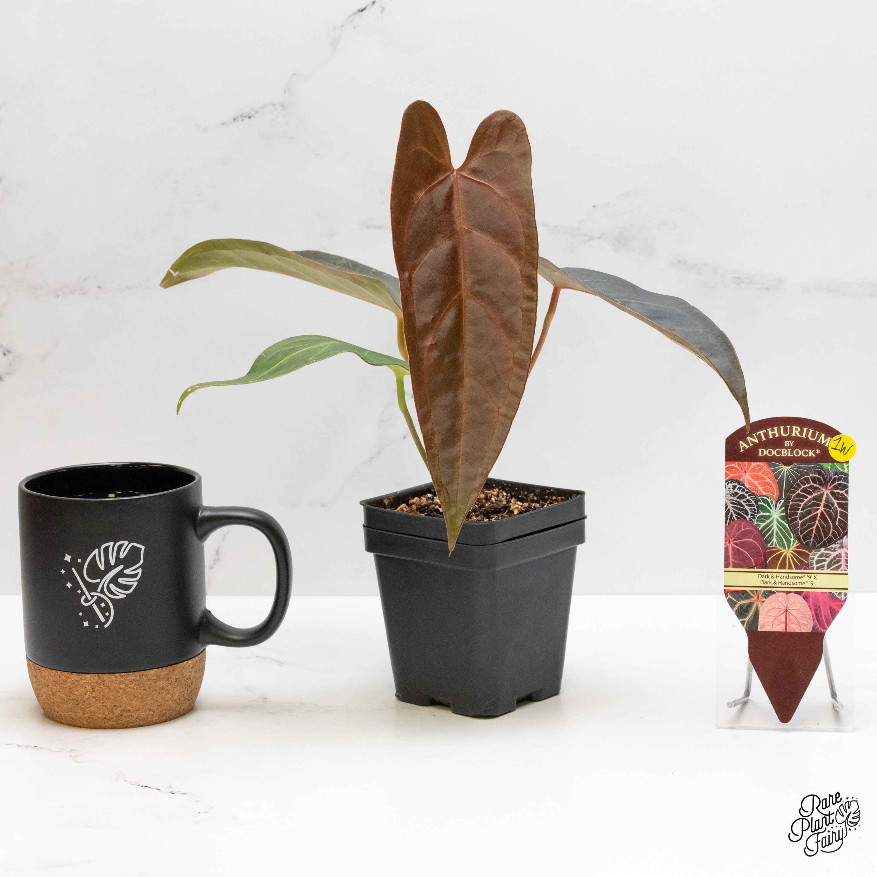 Anthurium Dark and Handsome '9' x Dark and Handsome '9' by
