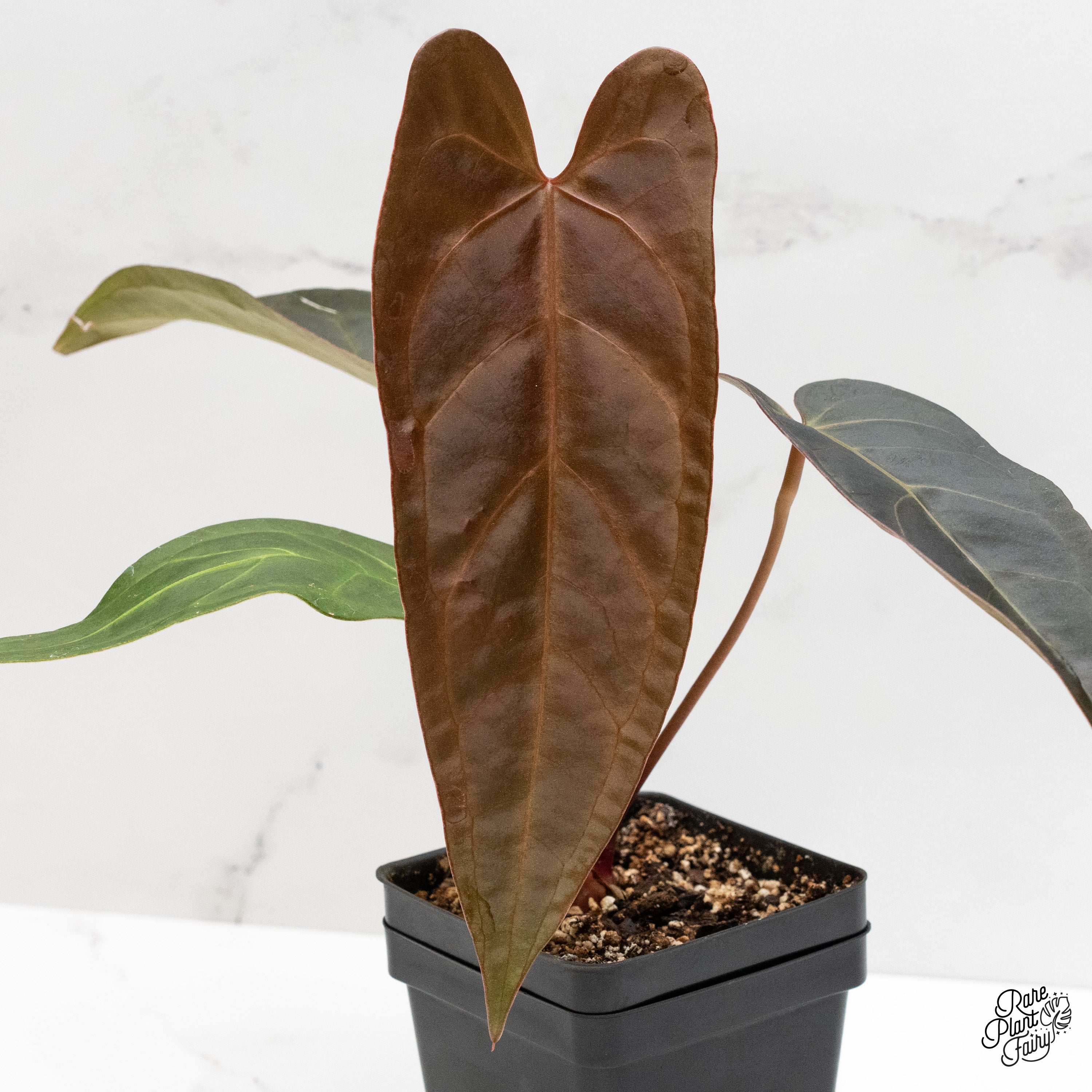 Anthurium Dark and Handsome '9' x Dark and Handsome '9' by