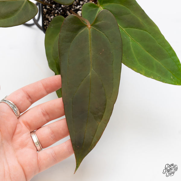 Anthurium Dark and Handsome '9' x Dark and Handsome '9' by DocBlock® (wk3-M)