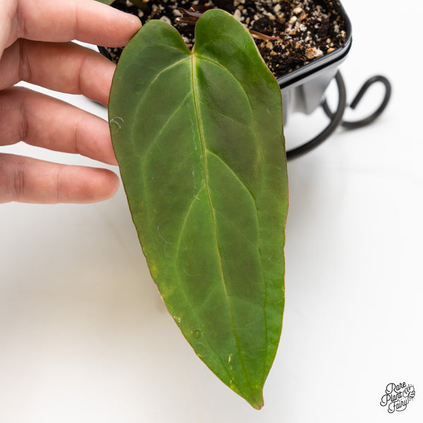 Anthurium Dark and Handsome '9' x Dark and Handsome '9' by DocBlock® (wk3-M)