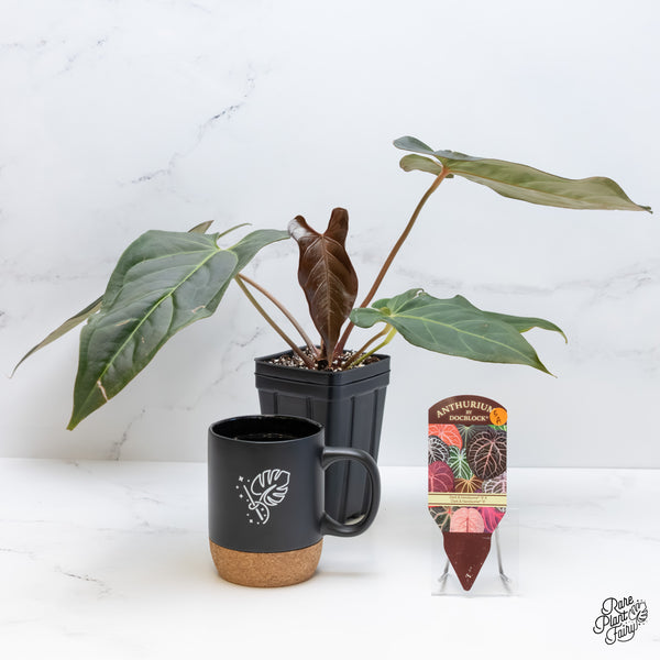Anthurium Dark and Handsome '9' x Dark and Handsome '9' by DocBlock® (wk5-A)