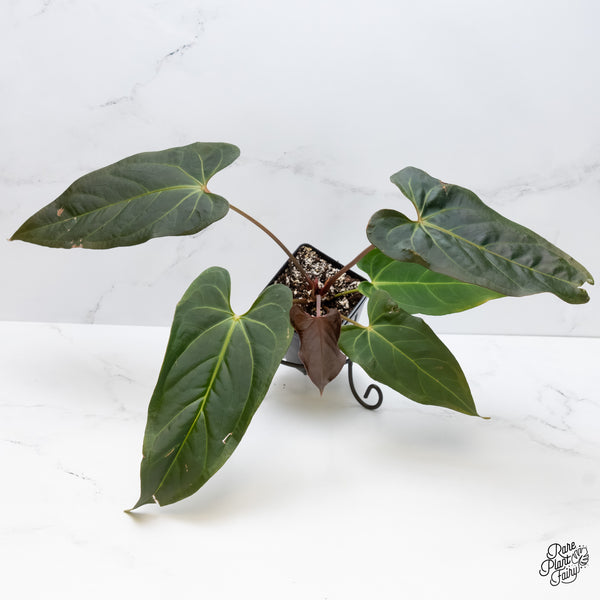 Anthurium Dark and Handsome '9' x Dark and Handsome '9' by DocBlock® (wk5-A)