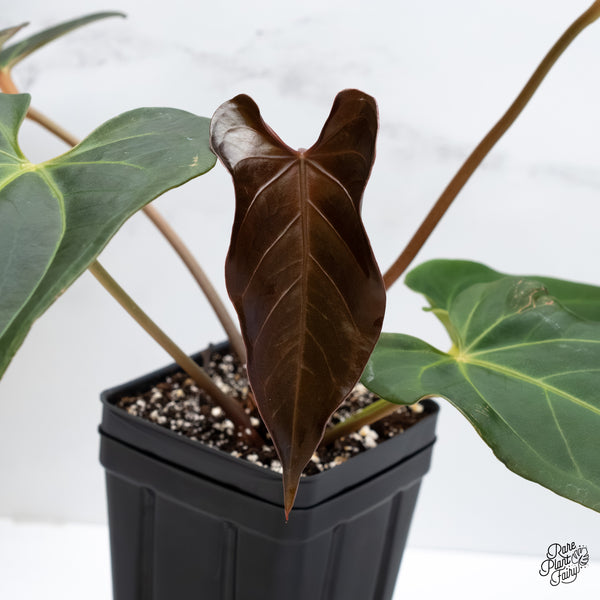 Anthurium Dark and Handsome '9' x Dark and Handsome '9' by DocBlock® (wk5-A)