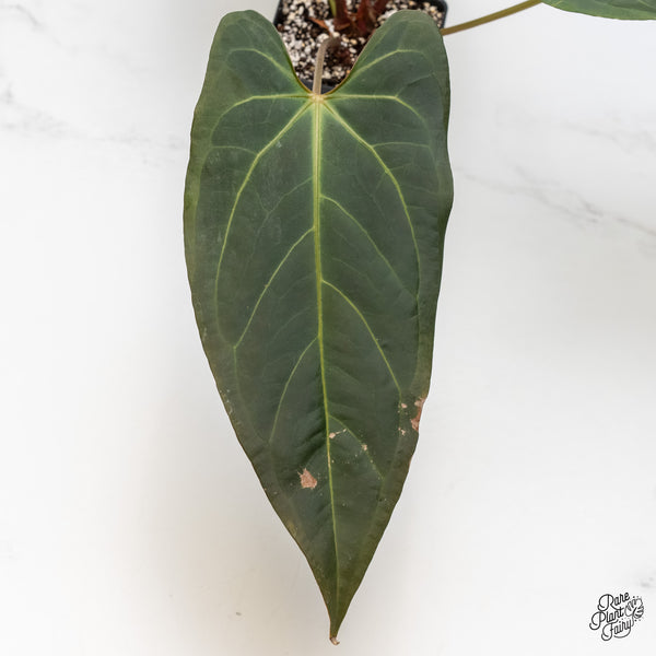 Anthurium Dark and Handsome '9' x Dark and Handsome '9' by DocBlock® (wk5-A)