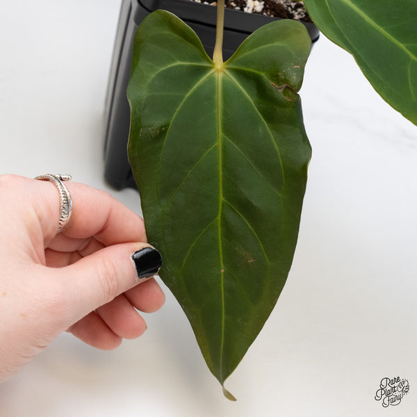 Anthurium Dark and Handsome '9' x Dark and Handsome '9' by DocBlock® (wk5-A)