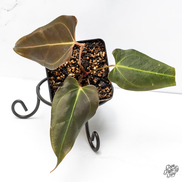 Anthurium Dark and Handsome '9' x Dark and Handsome '9' by DocBlock® (wk6-T)