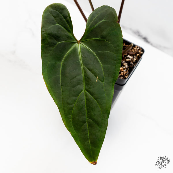 Anthurium Dark and Handsome '9' x Red Velvet Cake '24' by DocBlock® (wk51-Q)