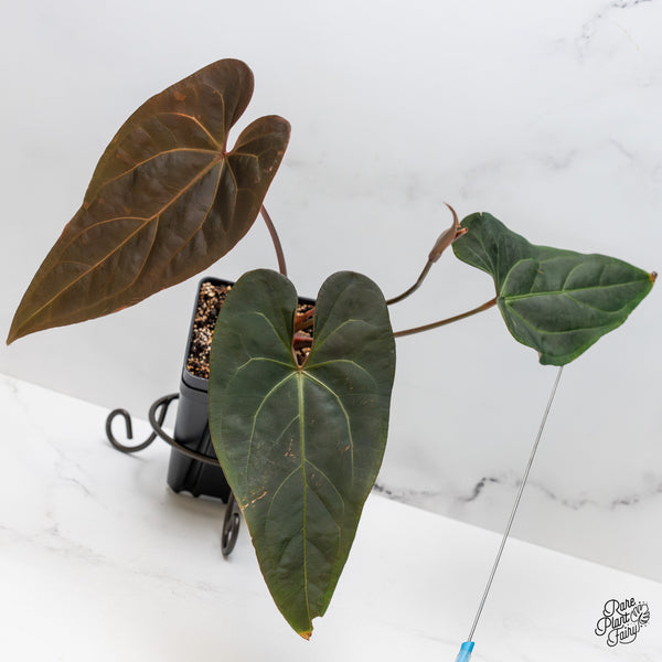 Anthurium Dark and Handsome '9' x Red Velvet Cake '24' by DocBlock® (wk51-Q)