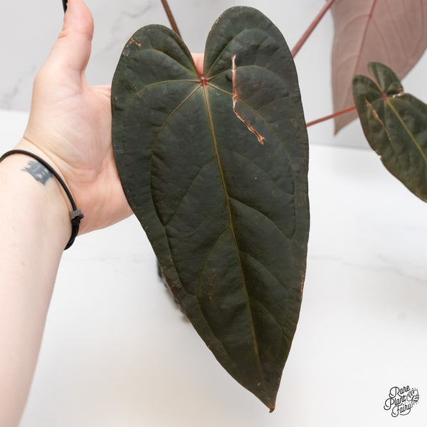 Anthurium Dark and Handsome '9' x Red Velvet Cake '24' by DocBlock® (wk5-G)