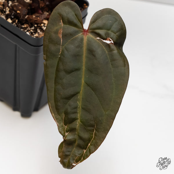 Anthurium Dark and Handsome '9' x Red Velvet Cake '24' by DocBlock® (wk5-G)