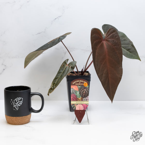 Anthurium Dark and Handsome '9' x Red Velvet Cake '24' by DocBlock® (wk5-G)