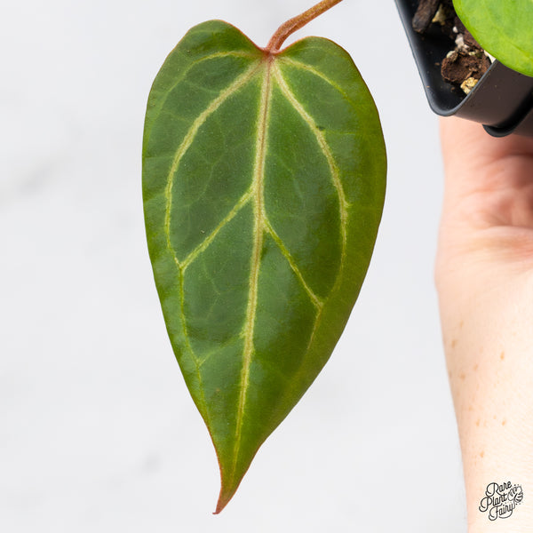 Anthurium Dark & Handsome '9' x Zara '14' by DocBlock® (wk50-K)