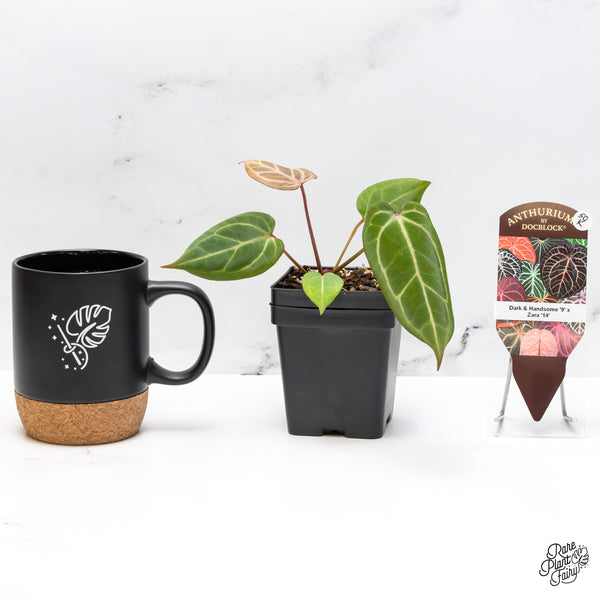 Anthurium Dark & Handsome '9' x Zara '14' by DocBlock® (wk50-K)