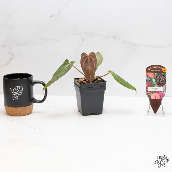 Anthurium Dark & Handsome '9' x Zara '14' by DocBlock® (wk5-N)