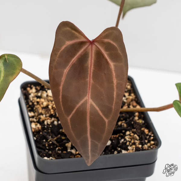 Anthurium Dark & Handsome '9' x Zara '14' by DocBlock® (wk5-N)