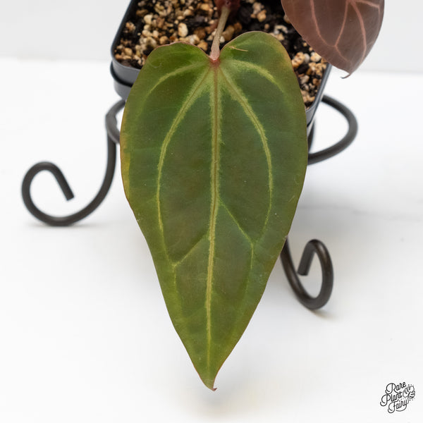 Anthurium Dark & Handsome '9' x Zara '14' by DocBlock® (wk5-N)