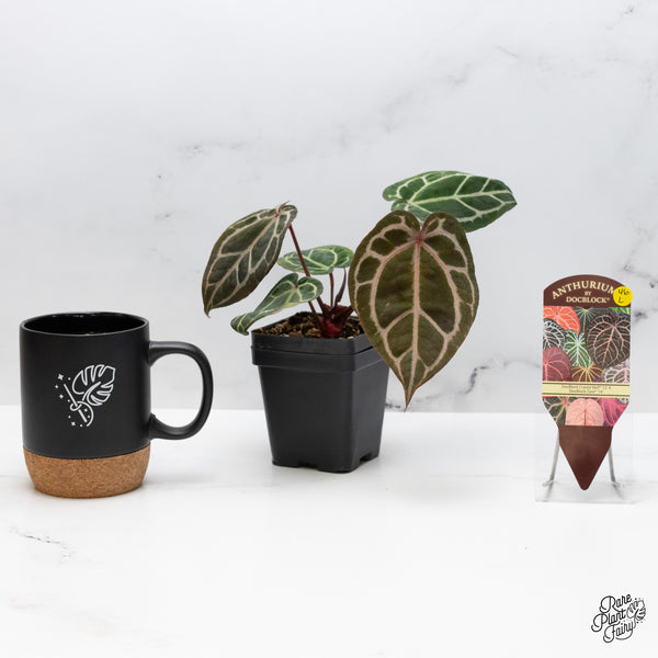 Anthurium Crystal Red '12' x Zara '14' by DocBlock® (wk46-L)