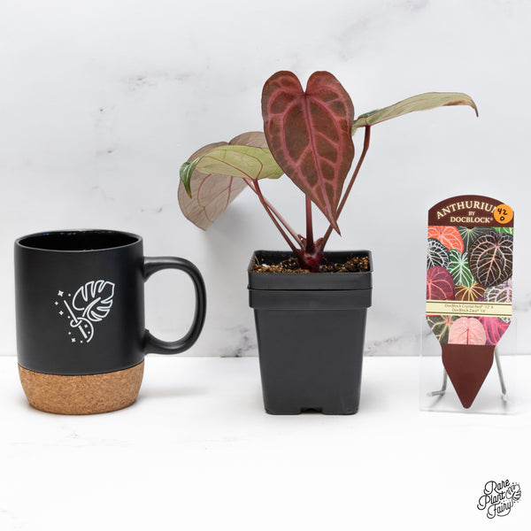 Anthurium Crystal Red '12' x Zara '14' by DocBlock® (wk42-O)