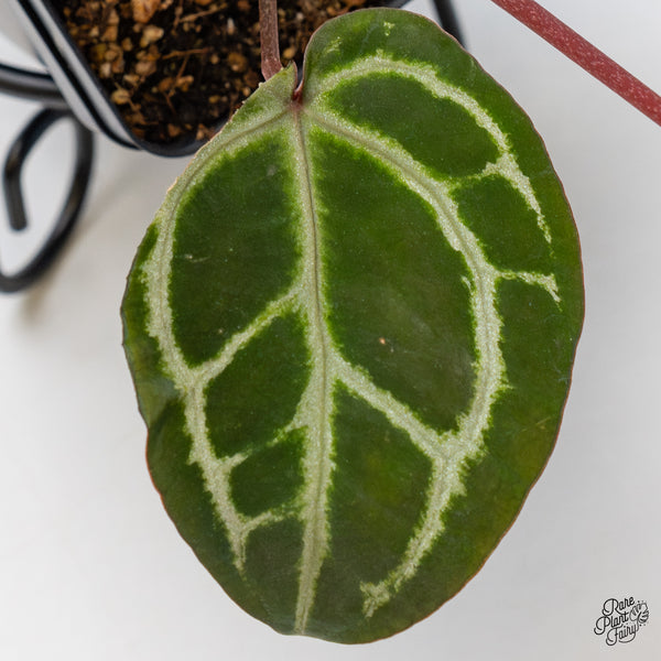 Anthurium Crystal Red '12' x Zara '14' by DocBlock® (wk42-O)