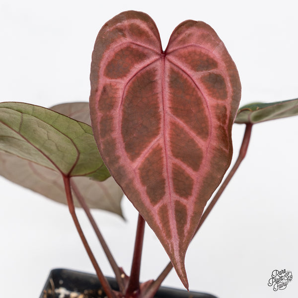 Anthurium Crystal Red '12' x Zara '14' by DocBlock® (wk42-O)