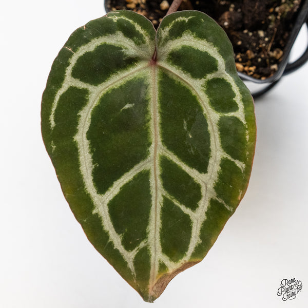 Anthurium Crystal Red '12' x Zara '14' by DocBlock® (wk42-O)