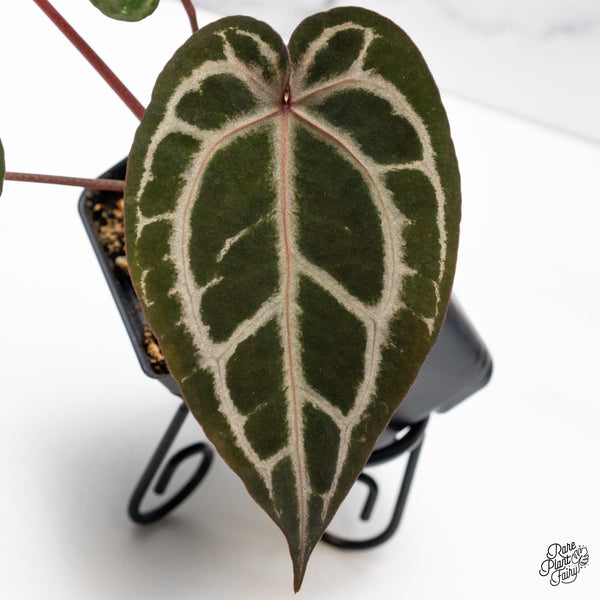 Anthurium Crystal Red '12' x Zara '14' by DocBlock® (wk42-O)